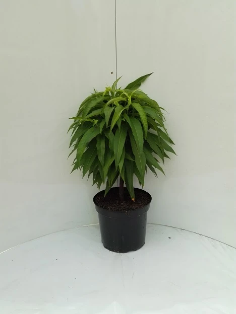 Zwergnektarine `Nectarella´ Prunus Nucipersica 2 Zwergnektarine `Nectarella´ Prunus Nucipersica - Image 2