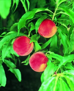 Zwergpfirsich `Amber® Pix ZeeⓈ´ Prunus Persica