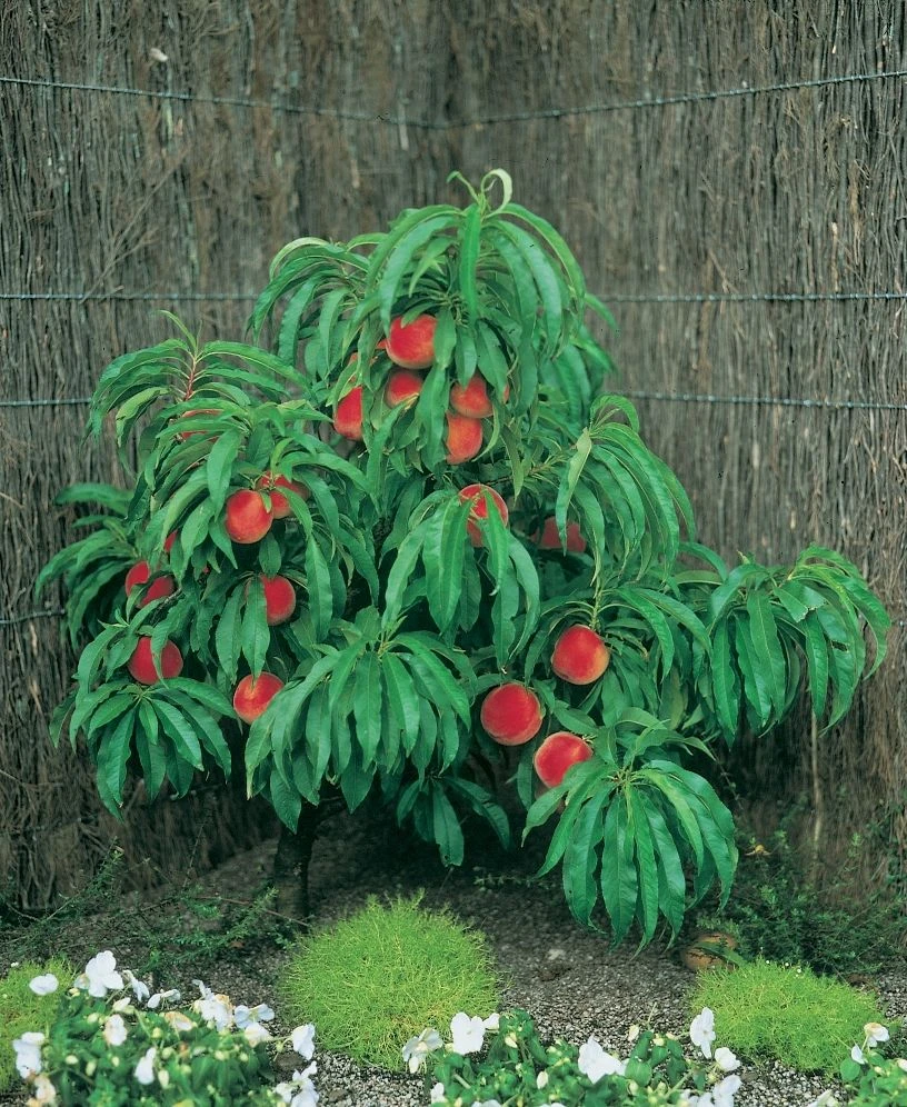 Zwergpfirsich `Amber® Pix ZeeⓈ´ Prunus Persica 2 Zwergpfirsich `Amber® Pix ZeeⓈ´ Prunus Persica - Image 2