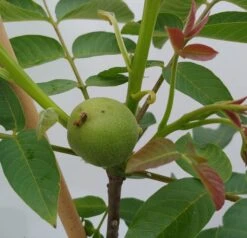 Zwerg-Walnuss Juglans Regia Var. Fertilis -Obstbaum Geschäft Zwergwalnuss1