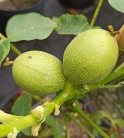Zwerg-Walnuss Juglans Regia Var. Fertilis -Obstbaum Geschäft Zwergwalnuss3