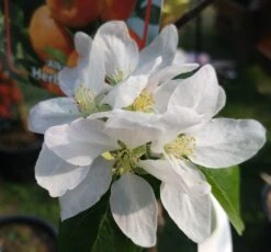 Alkmene Malus Domestica -Obstbaum Geschäft almene
