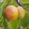 Aprimira Prunus Domestica Subsp. Syriaca `Aprimira´