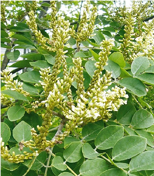 Asiatisches Gelbholz Maackia Amurensis 1 Asiatisches Gelbholz Maackia Amurensis