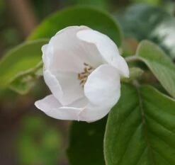 Tafelquitte Ayva® - Süßquitte, Kann Roh Verzehrt Werden Cydonia `Ayva´ -Obstbaum Geschäft ayva bl te