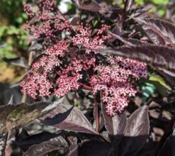 Rotblättriger Holunder `Black Beauty´ Sambucus Nigra `Black Beauty´ -Obstbaum Geschäft black beauty2