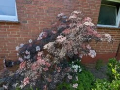 Holunder Black Lace ® Sambucus Nigra `Black Lace´ -Obstbaum Geschäft black lace6