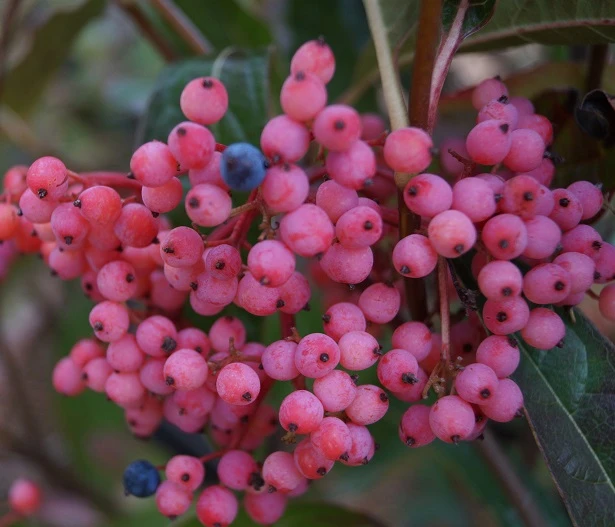 Amerikanischer Schneeball `Brandywine´ Viburnum Nudum `Brandywine´ 2 Amerikanischer Schneeball `Brandywine´ Viburnum Nudum `Brandywine´ - Image 2