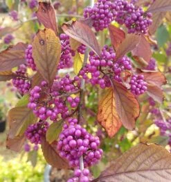Schönfrucht, Liebesperlenstrauch Callicarpa Bodinieri `Profusion´ -Obstbaum Geschäft callicarpa