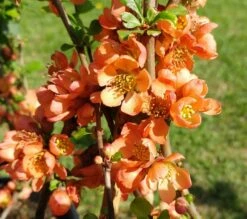 Nordische Zitrone, Zierquitte `Cido´ Chaenomeles Japonica `Cido´ -Obstbaum Geschäft cido 1