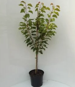 Kompakt Wachsende Aprikose `CompactaⓇ´ Prunus Armeniaca `Compacta´ -Obstbaum Geschäft compacta