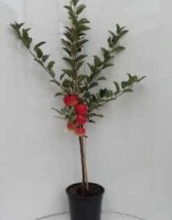 Elstar ® Malus Domestica -Obstbaum Geschäft elstar bscuhbaum