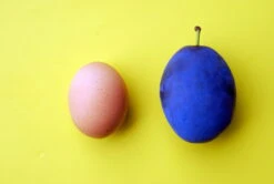 Haganta (S) Prunus Domestica `Haganta´ 10 Haganta (S) Prunus Domestica `Haganta´ -Obstbaum Geschäft haganta12