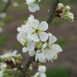 Hanita ® Prunus Domestica `Hanita -Obstbaum Geschäft hanita bl te