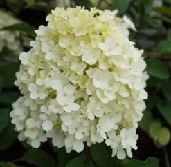Rispenhortensie `Bobo®´ Hydrangea Paniculata `Bobo´ 5 Rispenhortensie `Bobo®´ Hydrangea Paniculata `Bobo´ -Obstbaum Geschäft hortensie bobo1