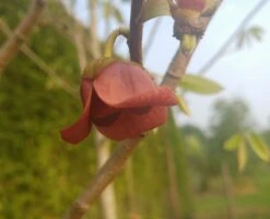 Indianerbanane (Halbstamm 160-180cm) Asimina Triloba -Obstbaum Geschäft indianer 2