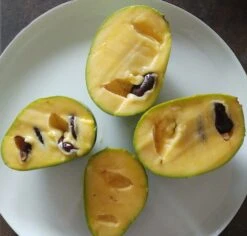 Obstbaum Geschäft -Obstbaum Geschäft indianerbanane frucht aufgeschnitten