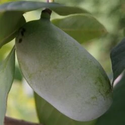 Veredelte Indianerbanane (Paw Paw) `Prima 1216´ Asimina Triloba `Prima 1216´ -Obstbaum Geschäft indianerbanane43