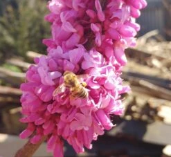 Judasbaum Cercis Siliquastrum -Obstbaum Geschäft judasbaum mit biene 3UmROOMoGkmKP3