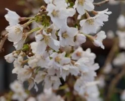 Zwerg-Zierkirsche `Kojou-no-mai´ Prunus Incisa `Kojou-no-mai´ -Obstbaum Geschäft kojou no mai2