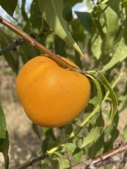 Honig-Nektarine `Bellarina´ Prunus Nucipersica `Bellarina´ -Obstbaum Geschäft nektarine bellarina frucht
