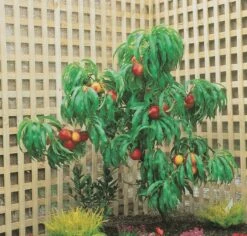 Zwergnektarine `Rubis® Necta ZeeⓈ´ Prunus Nucipersica -Obstbaum Geschäft nektarine necta zee rubis baum