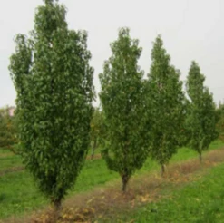 Säulen-Pfirsich `Ellora´ Prunus Persica `Ellora´ 6 Säulen-Pfirsich `Ellora´ Prunus Persica `Ellora´ -Obstbaum Geschäft pfirsich ellora baeume
