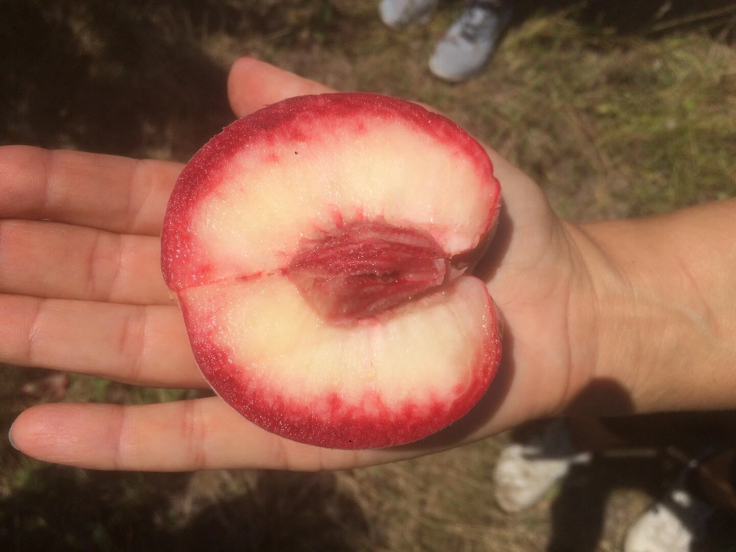 Säulen-Pfirsich `Ellora´ Prunus Persica `Ellora´ 4 Säulen-Pfirsich `Ellora´ Prunus Persica `Ellora´ - Image 4