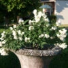Zwerg-Gartenjasmin `Little White Love´ Philadelphus Coronarius