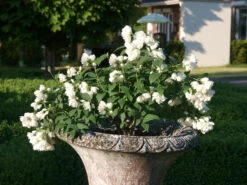 Zwerg-Gartenjasmin `Little White Love´ Philadelphus Coronarius