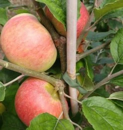 Prinz Albrecht Von Preußen Malus Domestica -Obstbaum Geschäft prinz albrecht 1