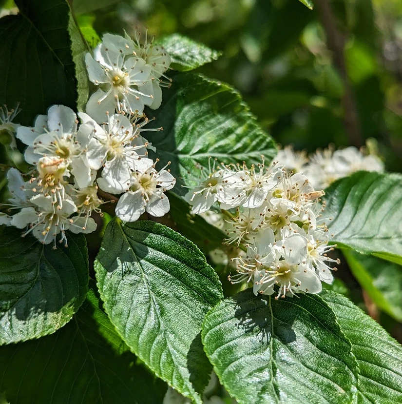 Erlenblättrige Eberesche `Red Bird´ Sorbus Alnifolia `Red Bird´ 3 Erlenblättrige Eberesche `Red Bird´ Sorbus Alnifolia `Red Bird´ - Image 3