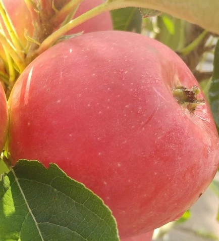 Rote Wolke - Rotfleischiger Apfel Malus Domestica `Rote Wolke´ 2 Rote Wolke - Rotfleischiger Apfel Malus Domestica `Rote Wolke´ - Image 2
