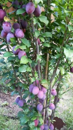 Rote Säulen-Mirabelle `Ruby´ Wurzelnackt Prunus Domestica Subsp. Syriaca `Ruby´ 6 Rote Säulen-Mirabelle `Ruby´ Wurzelnackt Prunus Domestica Subsp. Syriaca `Ruby´ -Obstbaum Geschäft ruby2a0Cx9InYDY0Pl