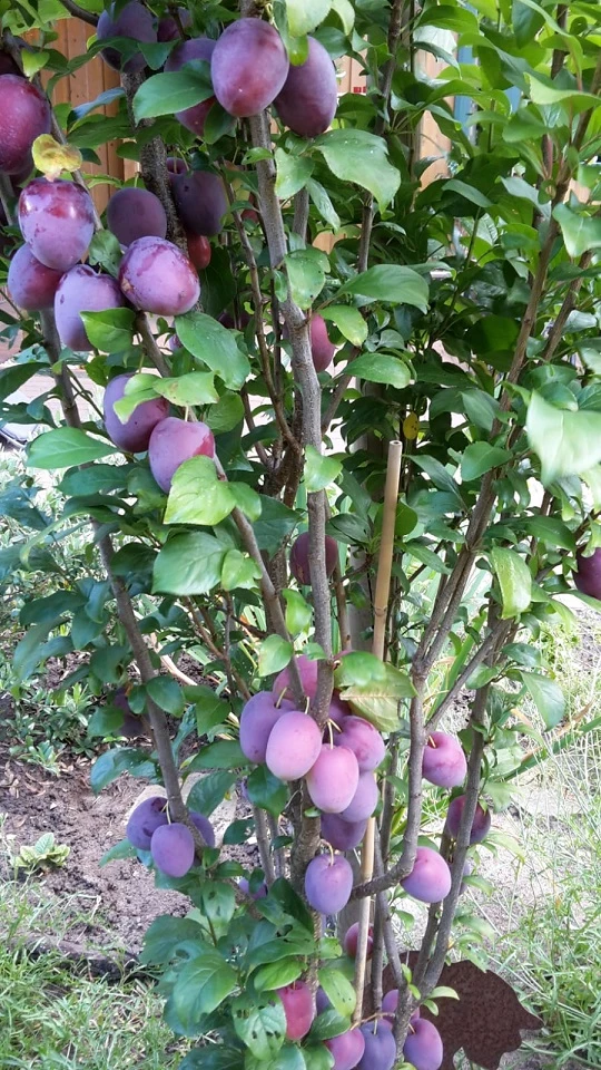 Rote Säulen-Mirabelle `Ruby´ Wurzelnackt Prunus Domestica Subsp. Syriaca `Ruby´ 3 Rote Säulen-Mirabelle `Ruby´ Wurzelnackt Prunus Domestica Subsp. Syriaca `Ruby´ - Image 3
