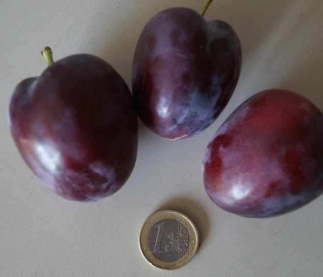 Rote Säulen-Mirabelle `Ruby´ Wurzelnackt Prunus Domestica Subsp. Syriaca `Ruby´ 2 Rote Säulen-Mirabelle `Ruby´ Wurzelnackt Prunus Domestica Subsp. Syriaca `Ruby´ - Image 2