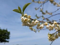 Schneeglöckchenbaum Halesia Carolina -Obstbaum Geschäft schneegl ckchenbaum2