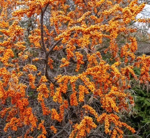 Sanddorn-Set - Kompakte Sorten (männlich&weiblich) Hippophae Rhamnoides -Obstbaum Geschäft titty