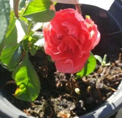 Zierquitte `Pink Storm´ Chaenomeles Japonica `Pink Storm´ -Obstbaum Geschäft zierquitte chaenomeles pink storm