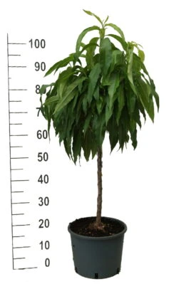 Zwergpfirsich `Bonanza´ Prunus Persica -Obstbaum Geschäft zwergpfirsich weiss