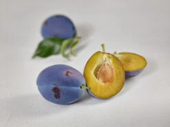 Haganta (S) Prunus Domestica `Haganta´ 11 Haganta (S) Prunus Domestica `Haganta´ -Obstbaum Geschäft zwetschge haganta g